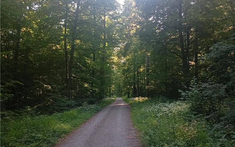 Umstritten: Windkraft im Spitalwald.