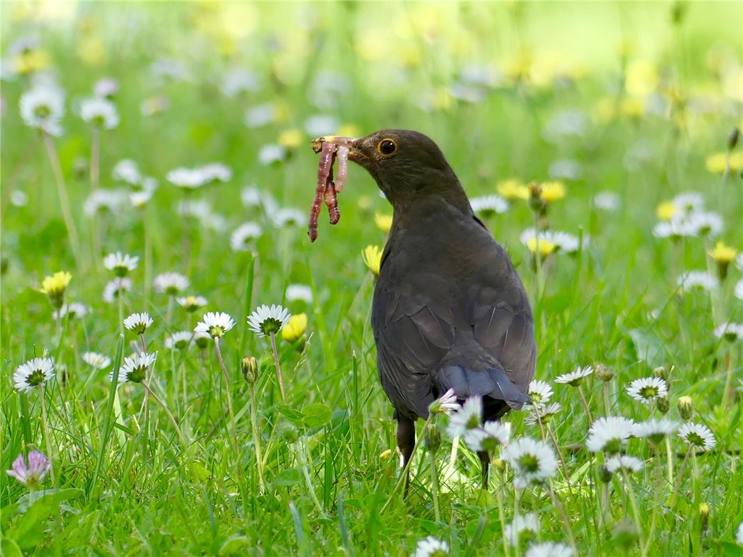 Und hier ist der eindeutige Beweis: Der frühe Vogel fängt tatsächlich den Wurm. ...