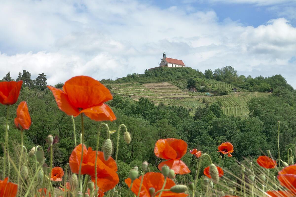 Und im Tal oder Wurmlinger Kapelle, ein Meer in Rot.  Von Eckbert Kaiser aus Hai...