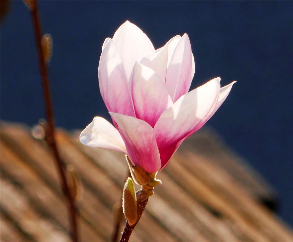 Und stolz verkündeten die Blüten den Frühling. Das Schicksal dieser Affstätter M...