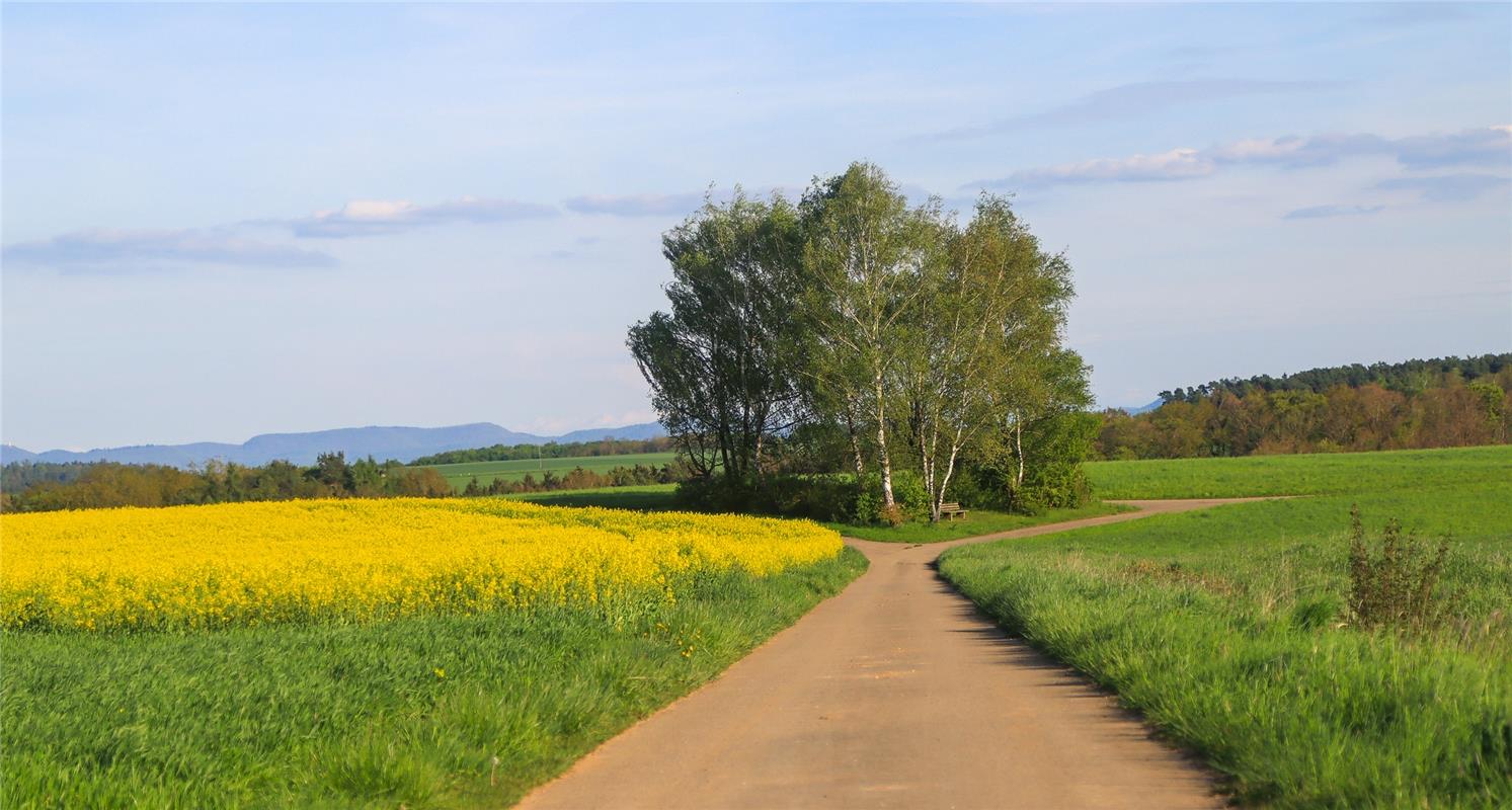 Und wieder ein wunderschönes Rapsfeld...  Von Natalie Politz aus Hildrizhausen.
