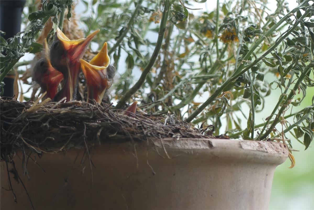 Ungewöhnliches Nest: Die Herrenbergerin Hannelore Brose hat auf ihrem Balkon den...