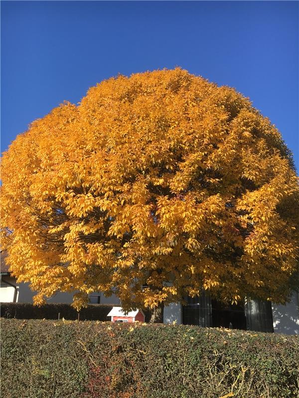 "Unser Baum in der Gelbphase", sagt Bernd Adis aus Bondorf