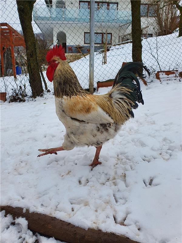 Unser stolzer Hahn Alfred, eingeschickt von Silke Elsner aus Mönchberg