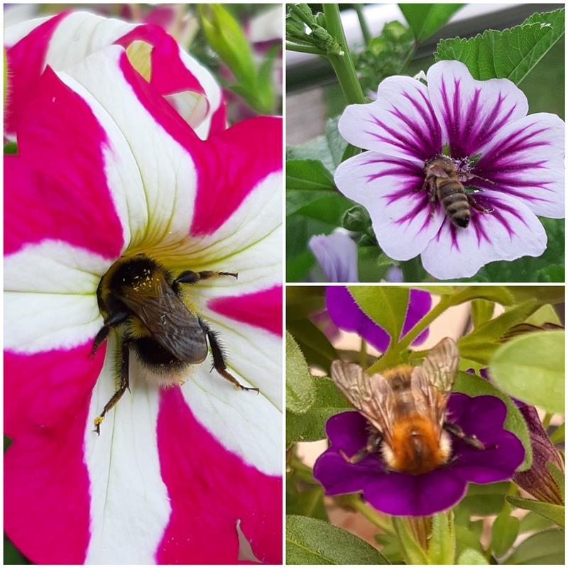 "Unsere Balkonpflanzen - ein Paradies für Bienen und Hummeln! Immer wieder schön...