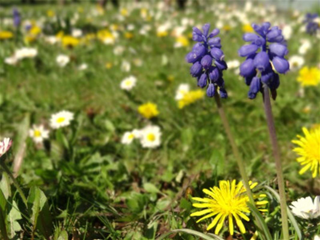 "Unsere Frühjahrswiese" nennt Michael Enz aus Gärtringen dieses Foto. 