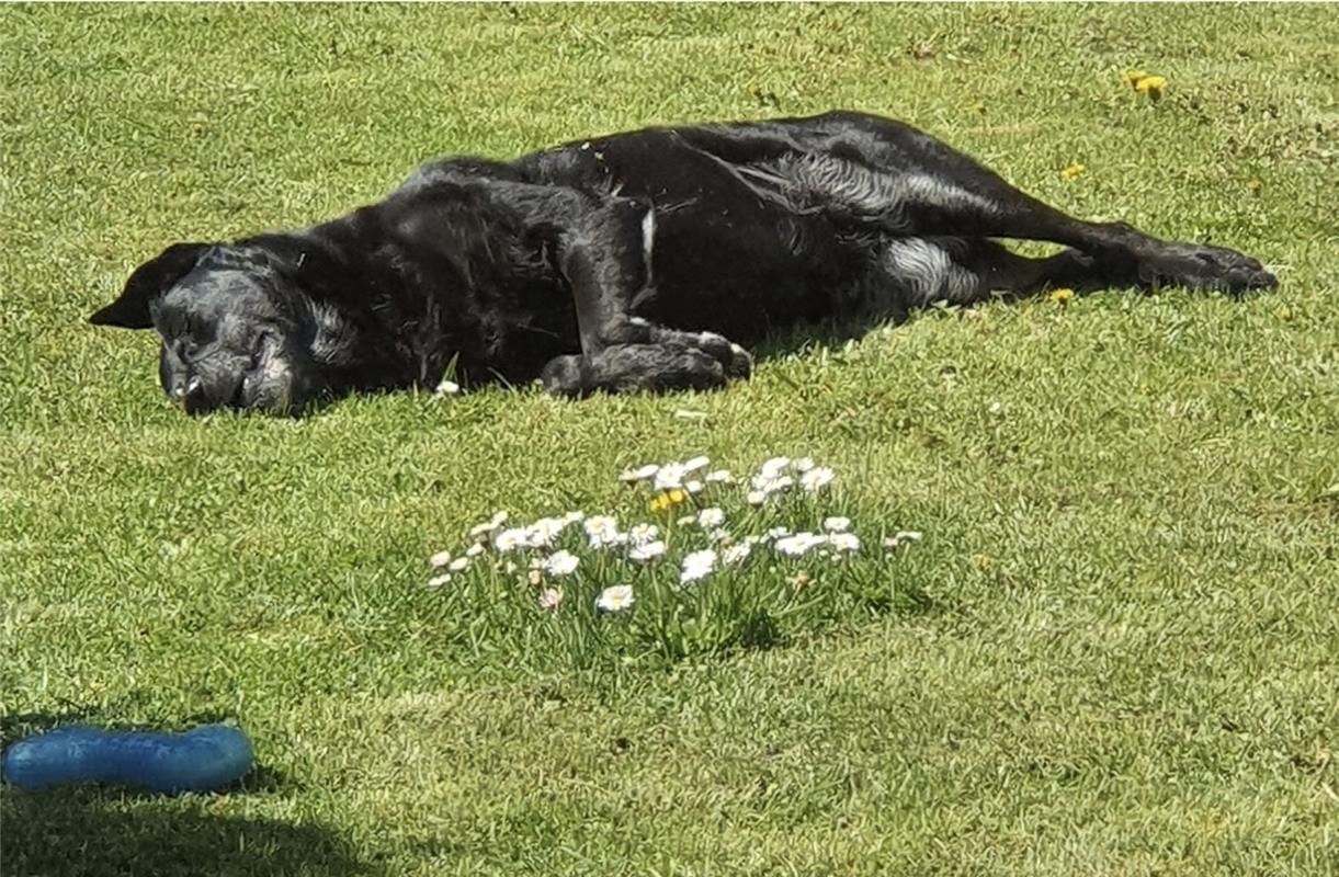 "Unsere Hündin genießt die ersten Sonnenstrahlen im Garten", berichtet Sabine Hu...