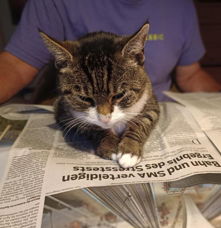 Unsere Katze Paula – auch eine interessierte, konzentrierte und treue Gäubote-Le...