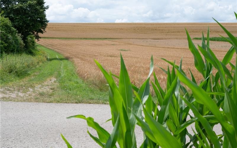 Unweit der Höhenhöfe bei Jettingen sind Konverteranlagen vorgesehen. GB-Foto (Archiv): Vecsey