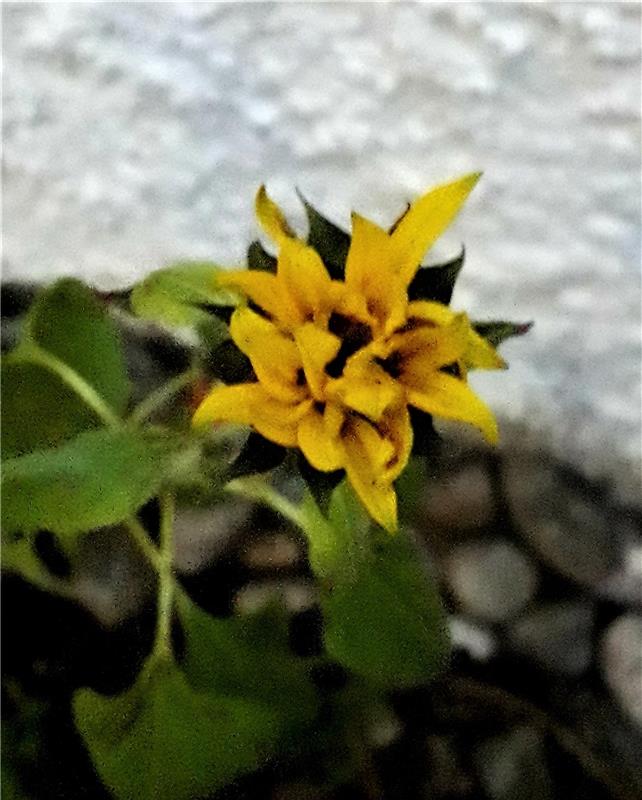 Verena Kiss entdeckte in Affstätt diese kleine Sonnenblume. "Sie öffnete am 7. D...