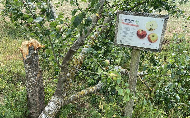 Vermutlich mit einem Beil rückte der (oder die) Täter dem Obstbaum zu Leibe.GB-Fotos: gb