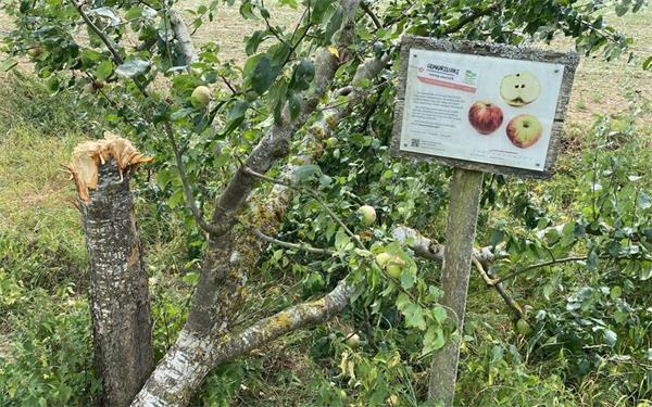 Vermutlich mit einem Beil rückte der (oder die) Täter dem Obstbaum zu Leibe.GB-Fotos: gb
