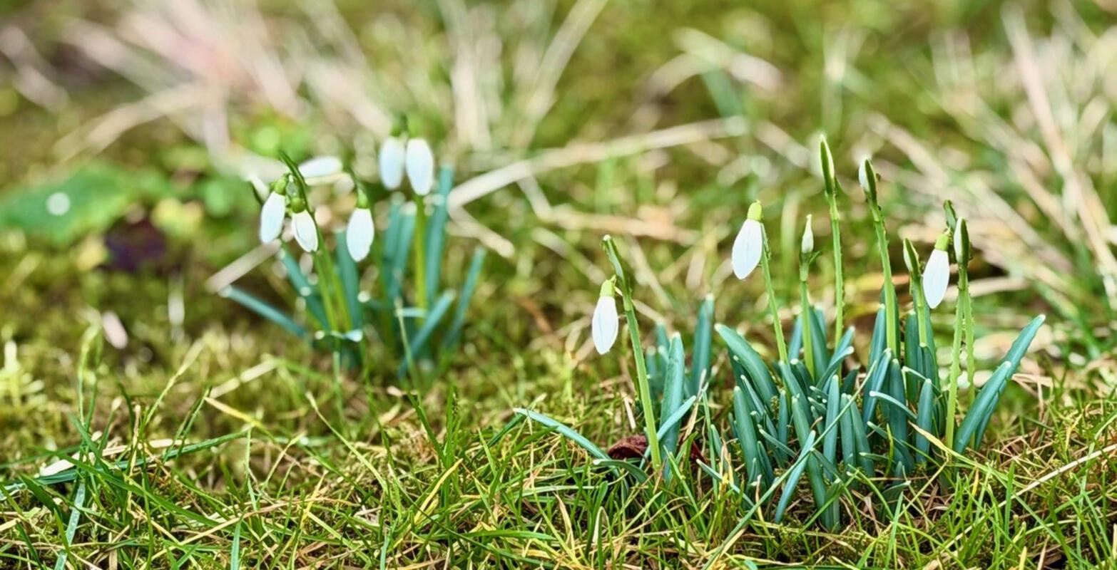 "Versprechen des Frühlings"  Von Minja Rollinson.