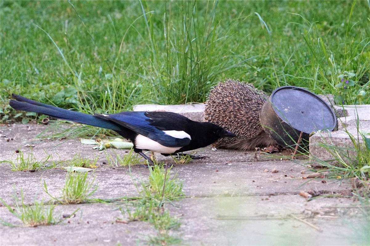 Versteckt der sich nur oder gibt es da was zum Futtern?  Von Sieghard Gillich au...