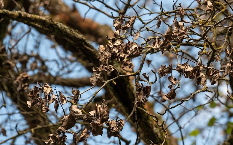Vertrocknete Blätter an zwei alten Birnbäumen in der Entringer Hindenburgstraße sorgten bei einigen aufmerksamen Anwohnern für Verwirrung. Nach der Untersuchung durch einen Gutachter stellte sich heraus, dass Unbekannte offenbar absichtlich Gift in die Stämme injiziert haben. Die gemeindeeigenen Obstbäume müssen wohl im Winter gefällt werden. GB-Foto: Vecsey