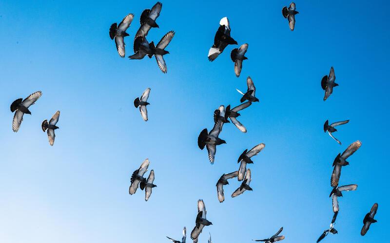 Viele Straßentauben finden nicht die richtige Nahrung. GB-Foto (Archiv): Schmidt