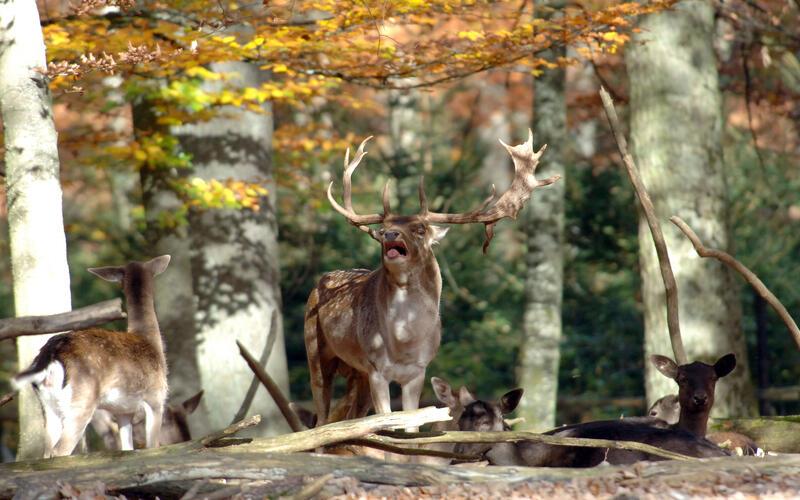 Viele Wildtiere ziehen derzeit ihren Nachwuchs groß und sind auf Ruhe angewiesen. Schon kleine Störungen können schwerwiegende Folgen haben. GB-Foto: Holom