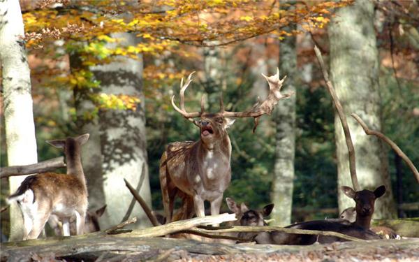 Viele Wildtiere ziehen derzeit ihren Nachwuchs groß und sind auf Ruhe angewiesen. Schon kleine Störungen können schwerwiegende Folgen haben. GB-Foto: Holom
