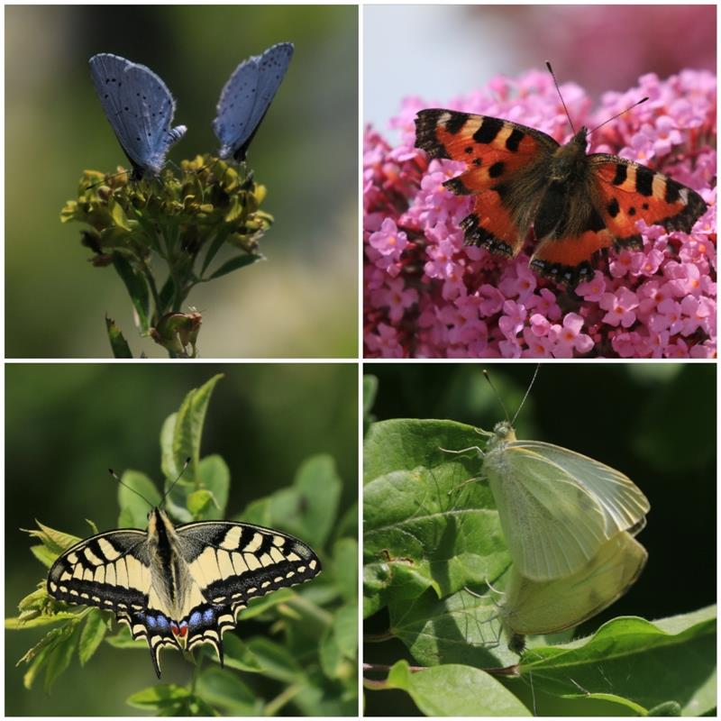 Viele bunte Schmetterlinge an der Wurmlinger Kapelle. Von Natalie Politz aus Hil...