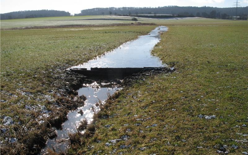 Vögel wie Insekten sind auf feuchtes Grünland wie die Rohrauer Krebsbachaue angewiesen. GB-Foto (Archiv): Bäuerle