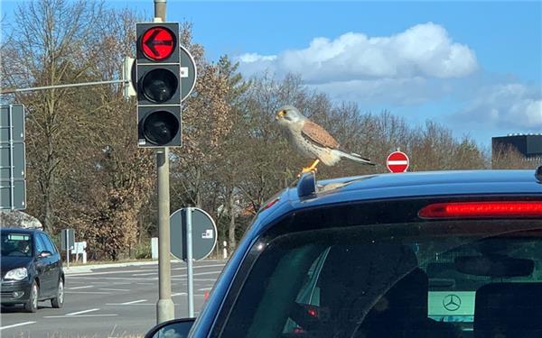 Vogel landet auf Dach eines wartenden Autos