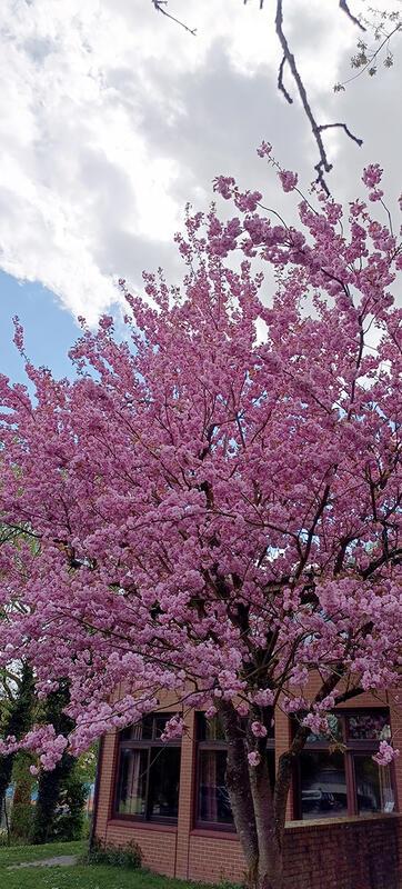 "Volle Blüten in Rosa" an der Grundschule in Bondorf ...  Von Sigrid Schmid aus ...