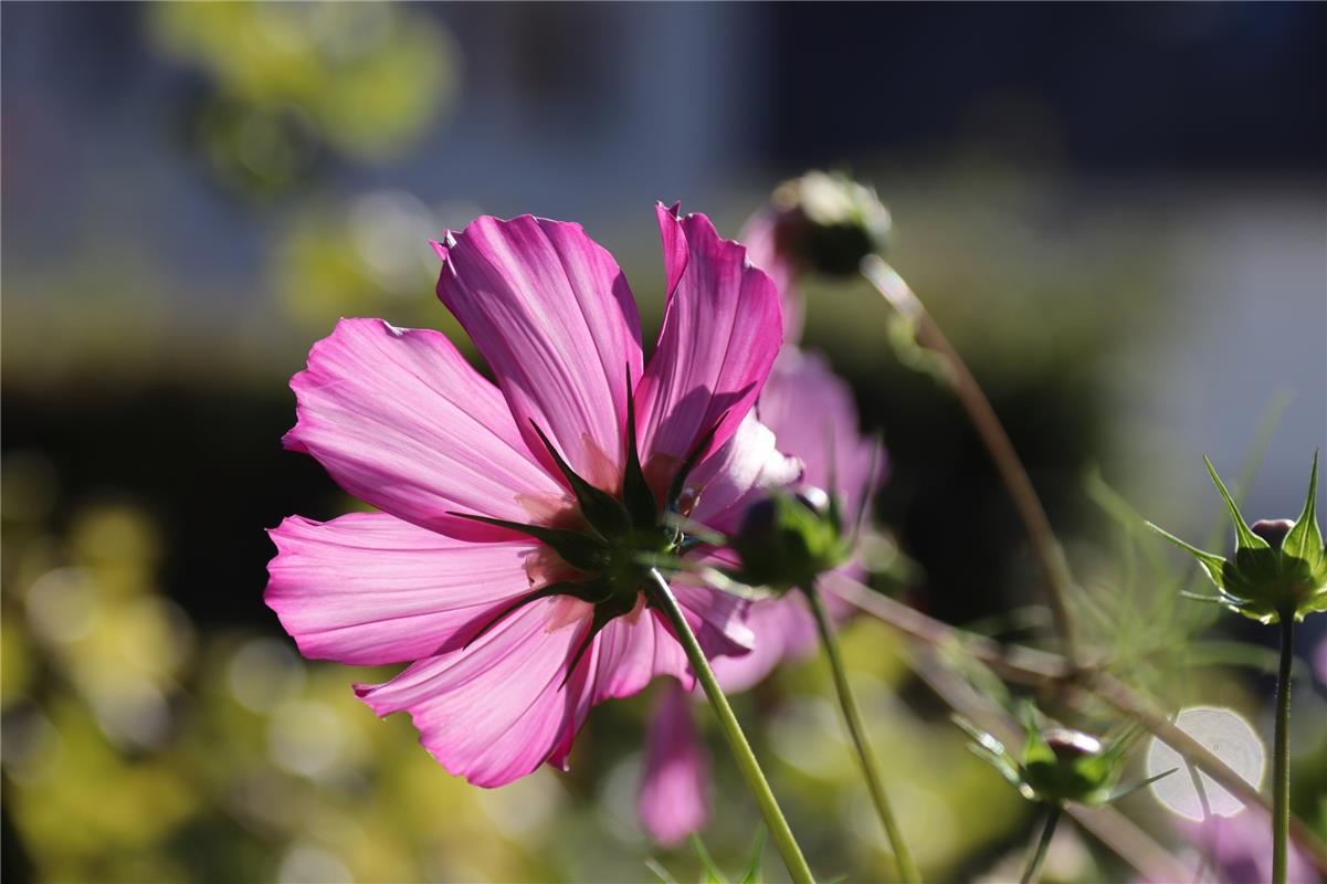 Vom Abendlicht durchstrahlt wirkt die Cosmea besonders schön, lässt die Herrenbe...