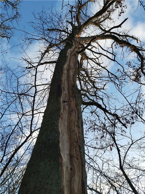 Vom Himmel bis zum Boden. Blitzeinschlag in eine Eiche am Ortsausgang Nebringen ...