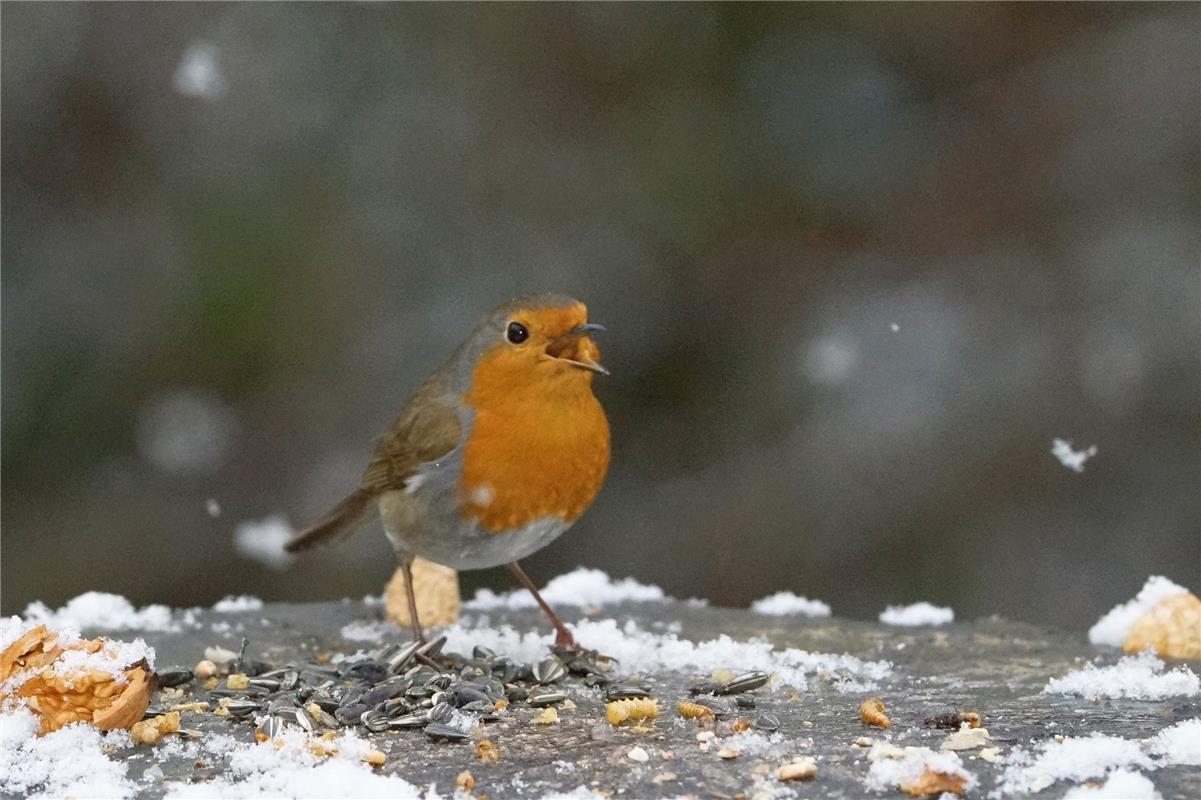 Von wegen Frühling. Das Rotkehlchen (Vogel des Jahres) ruft wohl: "Frühling wo b...