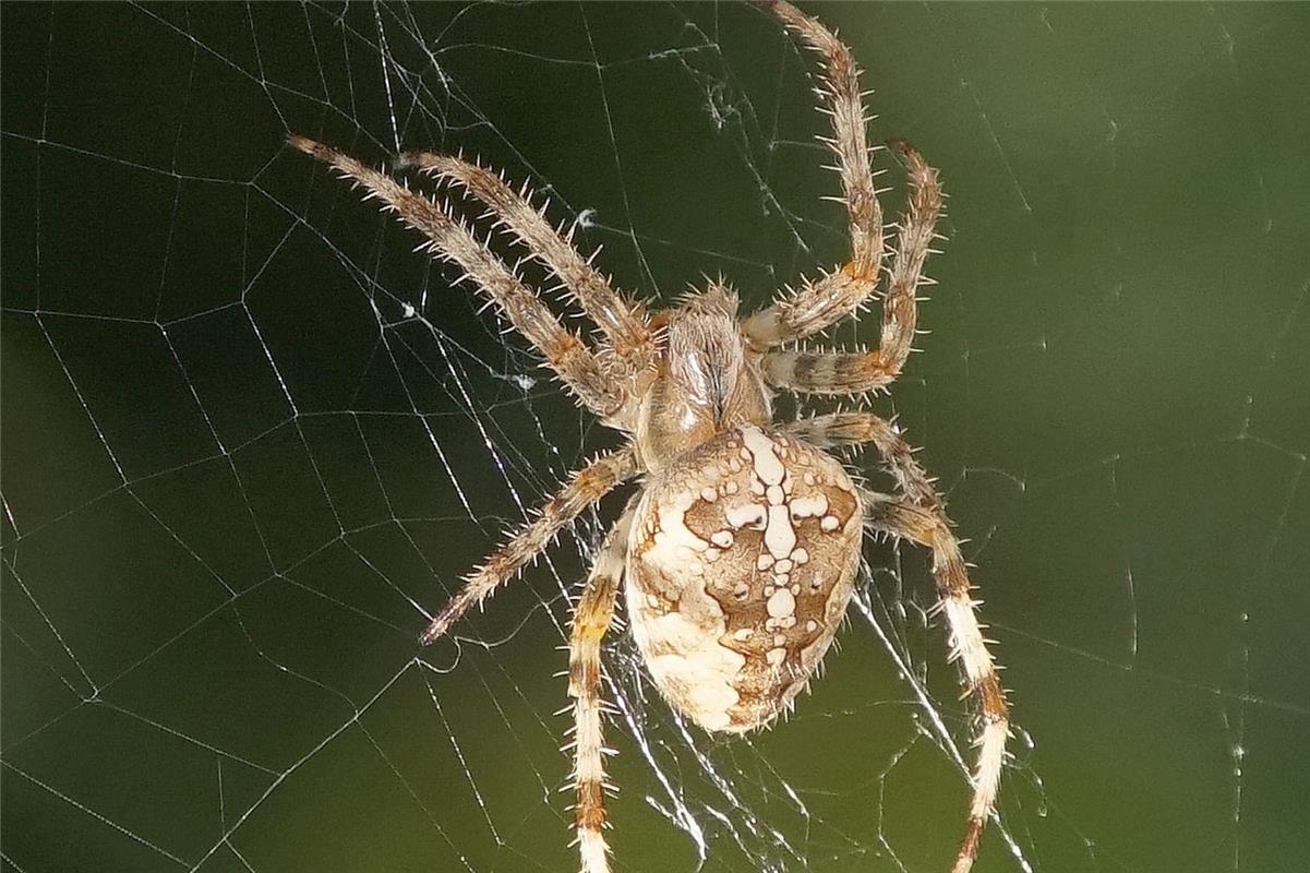 Von wegen "Pfui Spinne". Nicht jeder hat so eine tolle Zeichnung auf dem Rücken,...