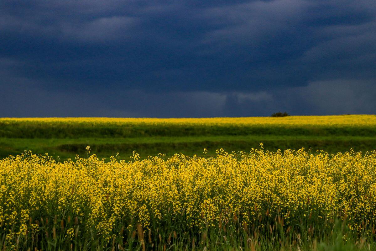 Vor dem Regen ...  Von Natalie Politz aus Hildrizhausen.
