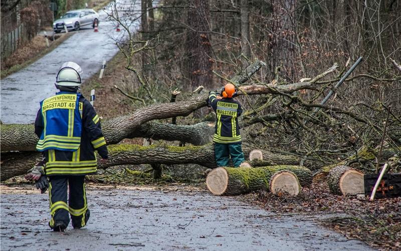 Vorsicht im Wald: Aufgrund des Sturms am Montag entwurzelte ein größerer Baum auf der Straße zwischen Magstadt und Warmbronn, dem sogenannten Eierpass.GB-Foto: SDMG/Dettenmeyer