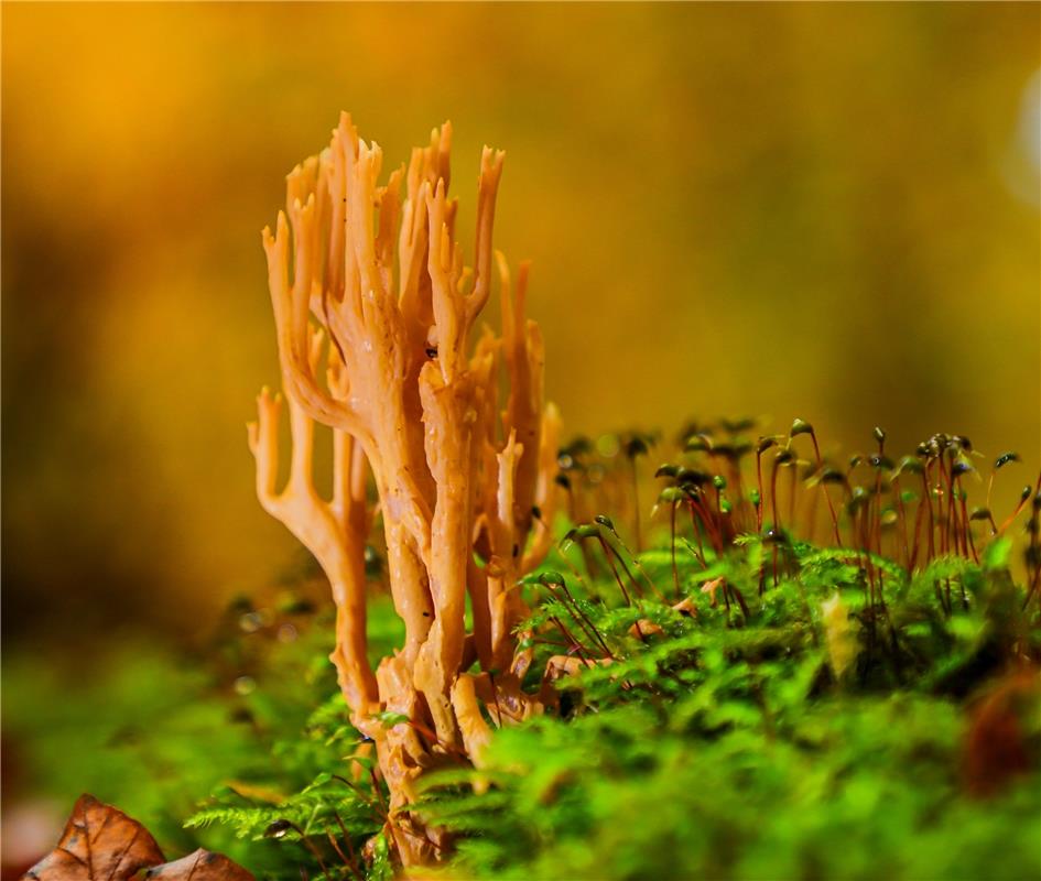 Waldkoralle ...  Von Natalie Politz aus Hildrizhausen.