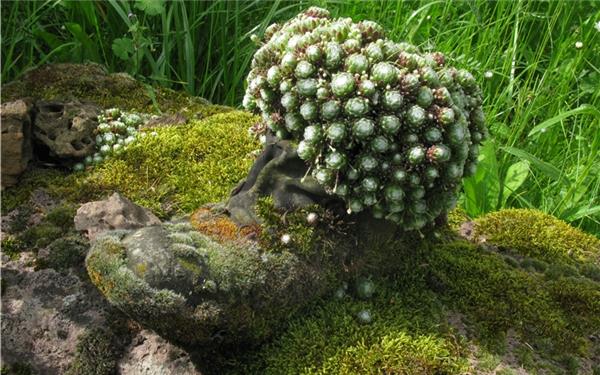 Wanderschuh von Steinwurz gekrönt (gesehen in Gärtringen)GB-Foto: Bäuerle