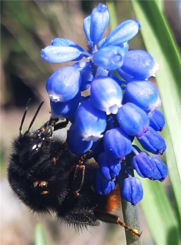 Was für wunderschöne Tiere – die Hummeln begeistern mich jedes Jahr auf's Neue. ...