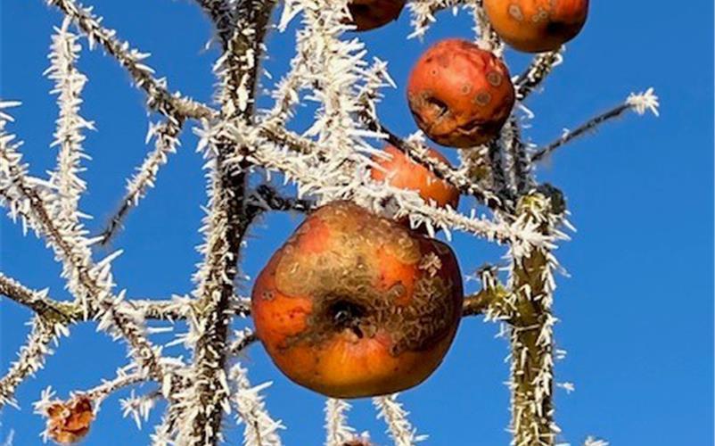 Fotos der „Gäubote“-Leser: So schön ist der Winter 2026