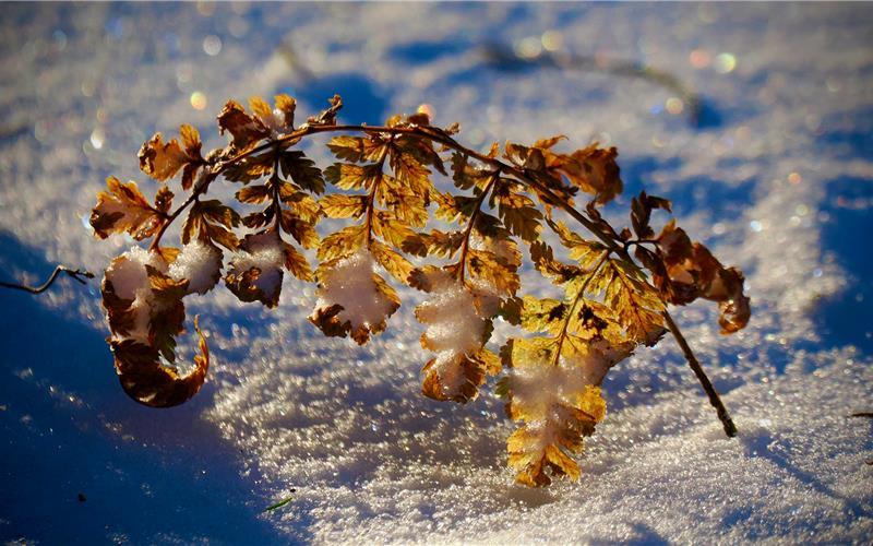 Fotos der „Gäubote“-Leser: So schön ist der Winter 2026