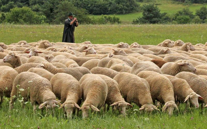 Wegen Trockenheit und Futtermangel gibt es kein Leistungshüten beim Schäferlauf. Als Ersatz findet stattdessen ein Schauhüten statt.GB-Foto: Priestersbach