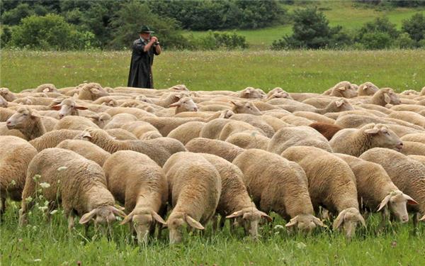 Wegen Trockenheit und Futtermangel gibt es kein Leistungshüten beim Schäferlauf. Als Ersatz findet stattdessen ein Schauhüten statt.GB-Foto: Priestersbach
