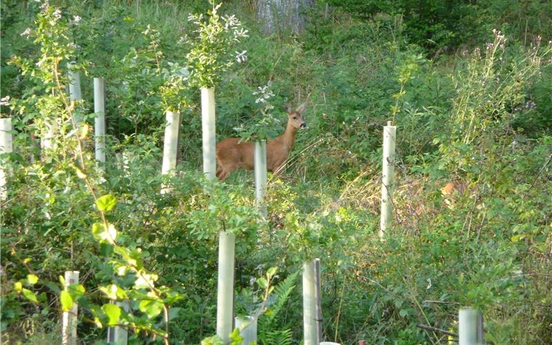 Wegen zunehmender Trockenheit vor allem im Sommer, bedingt durch den Klimawandel, sterben nicht nur im Herrenberger Stadtwald immer mehr frisch gepflanzte Jungbäume ab (auf dem Bild eine Eichenkultur). GB-Fotos: Amt für Forsten