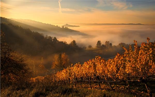 Weinberg, Kapelle und Nebel: Es ist Herbst