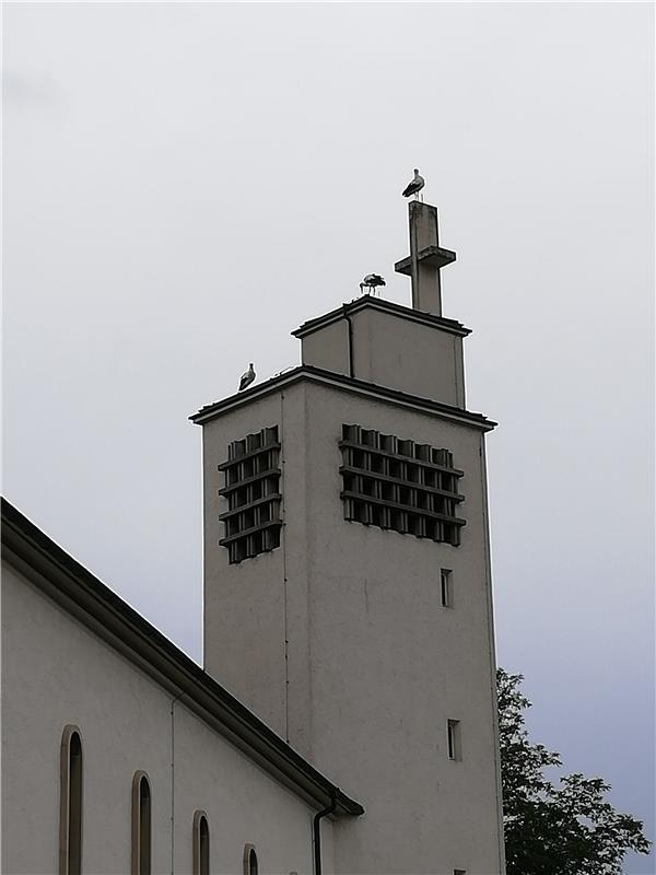 Weißstörche auf St. Josef in Herrenberg sprangen Bärbel Deutsch ins Auge. 