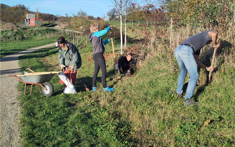 Weitere Pflanzen in der Pufferzone des Hortus Herrenbergensis