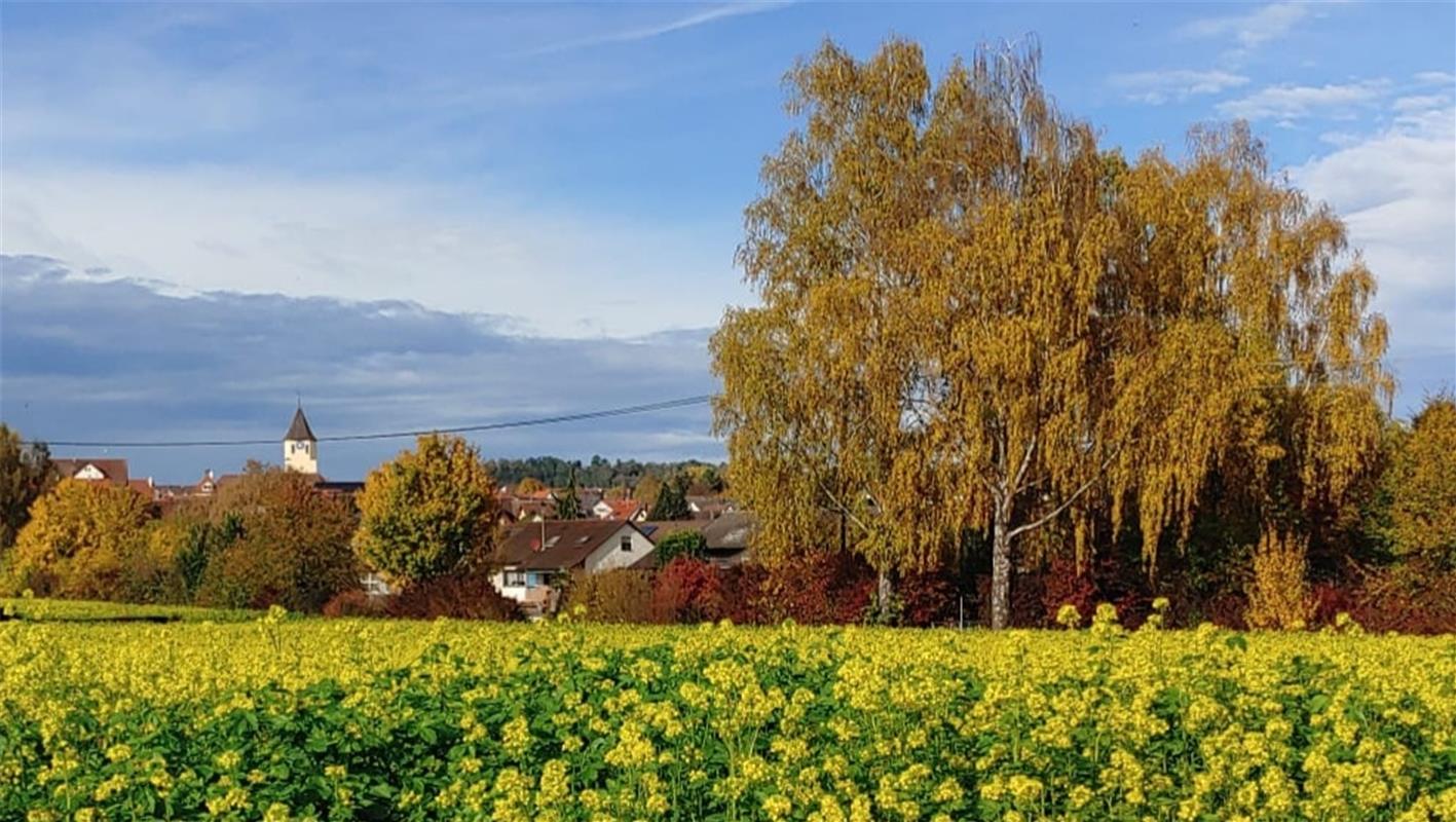 Welch ein Kontrast Ende Oktober, hinter den gelben Senfblüten sieht man Gültstei...