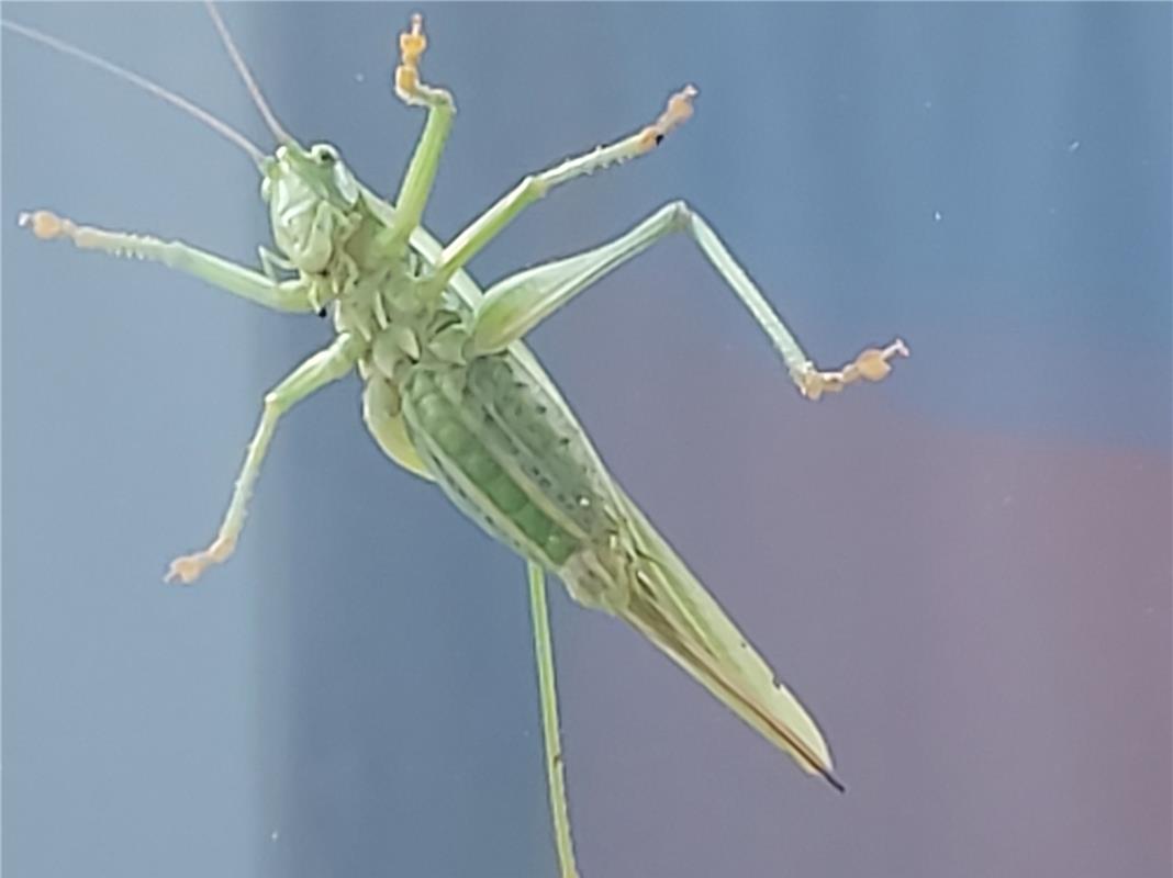 Welch seltener Gast auf dem Wohnzimmerfenster, aber so kann man den Hüpfer auch ...