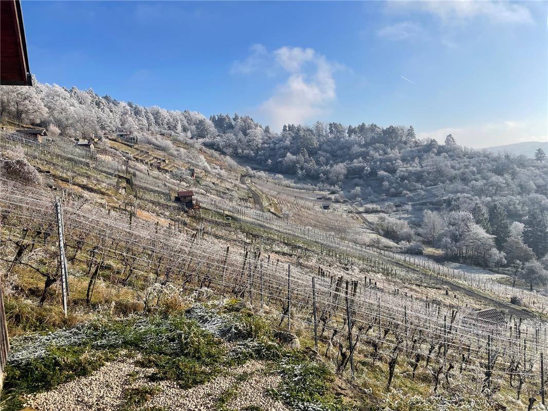 Wengert im Wintermodus.  Von Helga Schmickl aus Herrenberg.