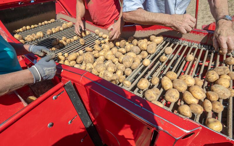 Weniger und kleinere Kartoffeln werden auch auf dem Schlayer-Hof geerntet. GB-Foto: Vecsey
