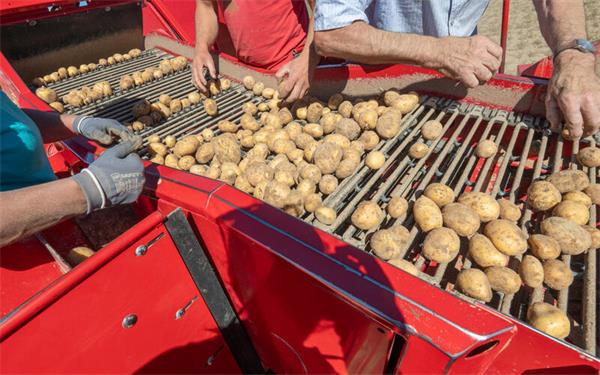 Weniger und kleinere Kartoffeln werden auch auf dem Schlayer-Hof geerntet. GB-Foto: Vecsey
