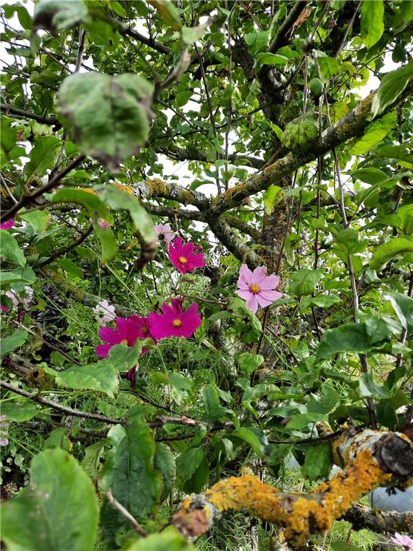 Wenn die Herbstblumen in die Bäume wachsen. Uli Hafner schickt dieses Foto aus d...