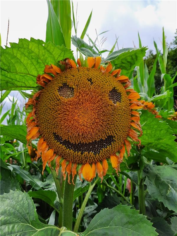 Wenn selbst die Sonnenblume lacht :-). Uli Hafner reichte diesen Schnappschuss a...